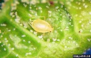 uploads/images/pest/lilly greenpeacg aphid.jpg
